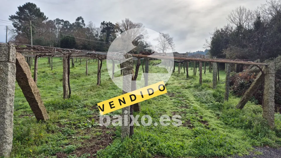 VIÑEDO EN PRODUCCIÓN   CAMBADOS